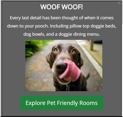 Dog friendly hotel